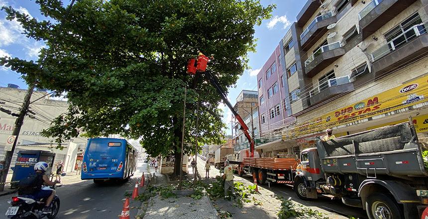 Com ações preventivas, Prefeitura supera o número de podas de árvores de 2021