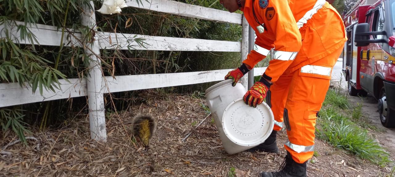 Bombeiros atendem captura de animal silvestre perigoso