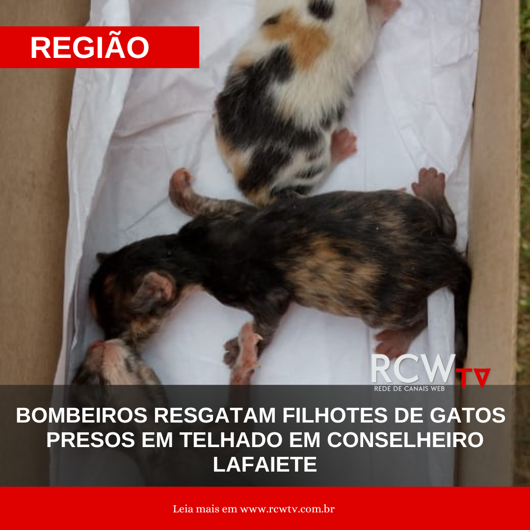 Bombeiros resgatam filhotes de gatos presos em telhado em Conselheiro Lafaiete