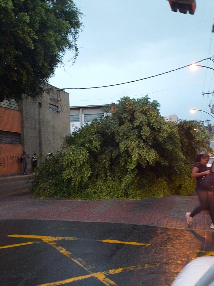 Queda de árvore na Rua Bernardo Mascarenhas interrompe trânsito no local