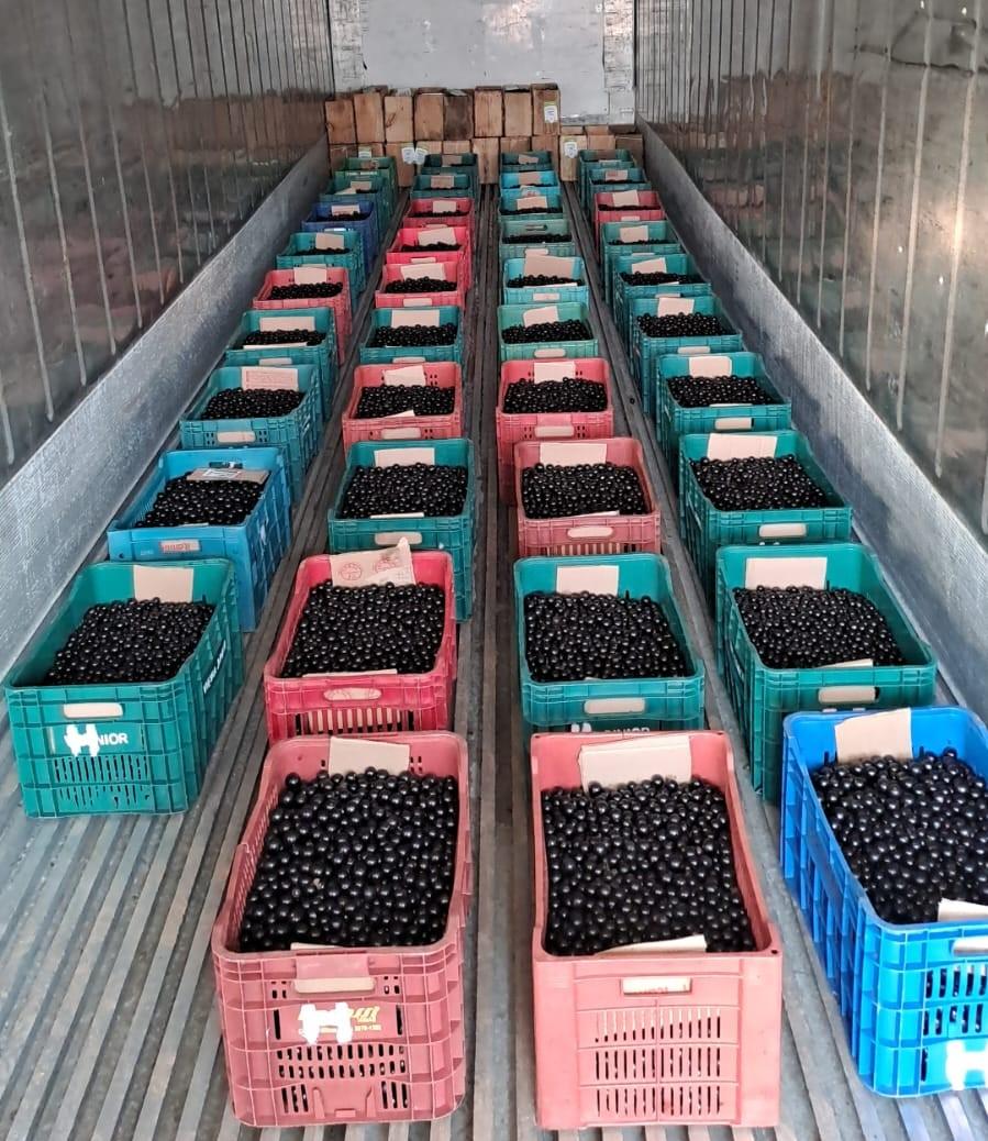 Produtores mostram receitas tradicionais no Festival da Jabuticaba de Sabará