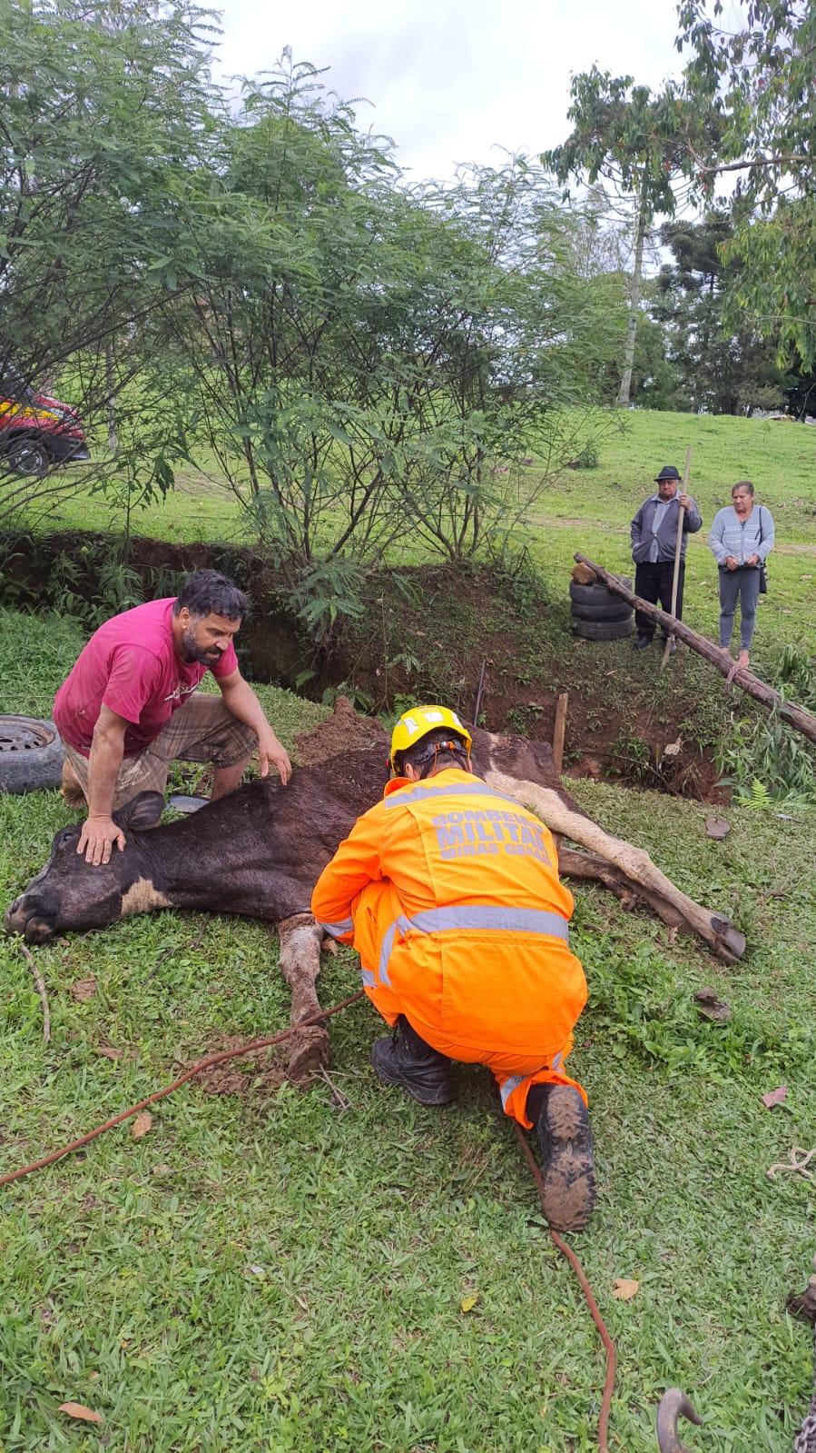 Vaca de grande porte atolada no córrego é socorrida por equipe de bombeiros