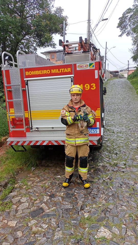 Bombeiros resgatam uma raposa no estacionamento da UNIPAC, em Antônio Carlos