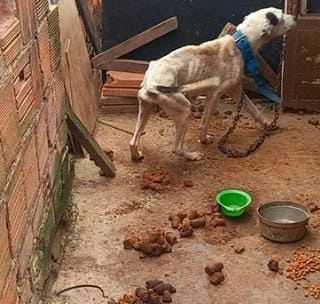 PITBULLS VITIMAS DE MAUS TRATOS SÃO RESGATADOS NA ZONA SUDESTE DE JF