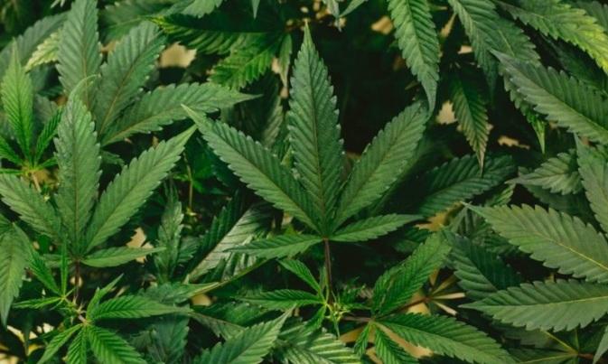Universidade Federal do Rio Grande do Norte ganha autorização para plantar maconha