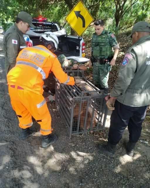 Brigada Municipal de Astolfo Dutra resgata lobo-guará