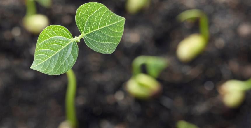 7° Dia Agroecológico e Troca de Sementes acontece nesta quinta-feira, dia 2