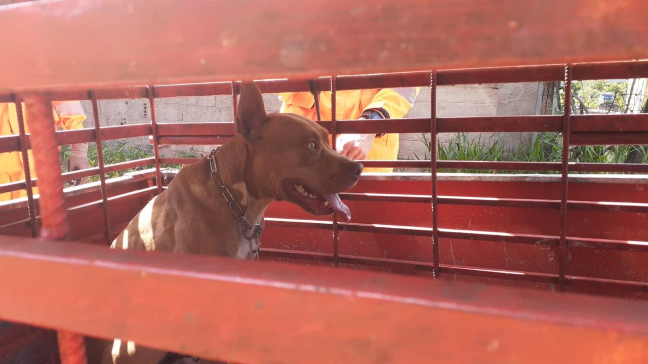 Bombeiros militares realizam captura de Pitbull em Conselheiro Lafaiete