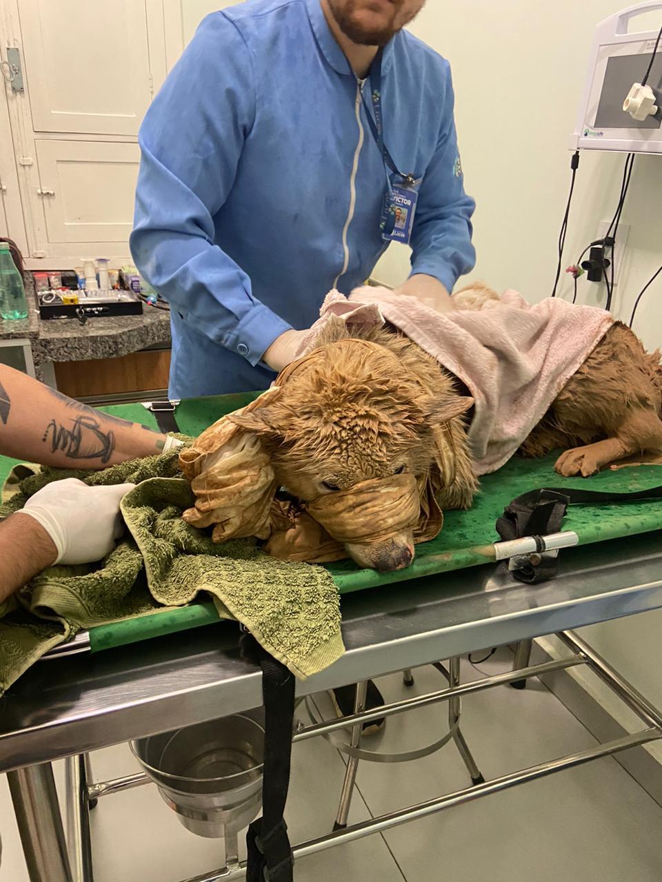 Bombeiros realizam o salvamento de um cão que se encontrava soterrado em Barbacena