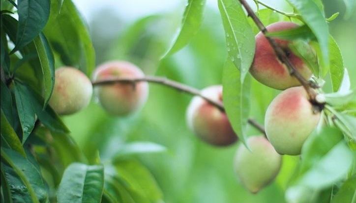 Emater-MG instala Unidade de Referência de frutas de clima temperado no Sul de Minas