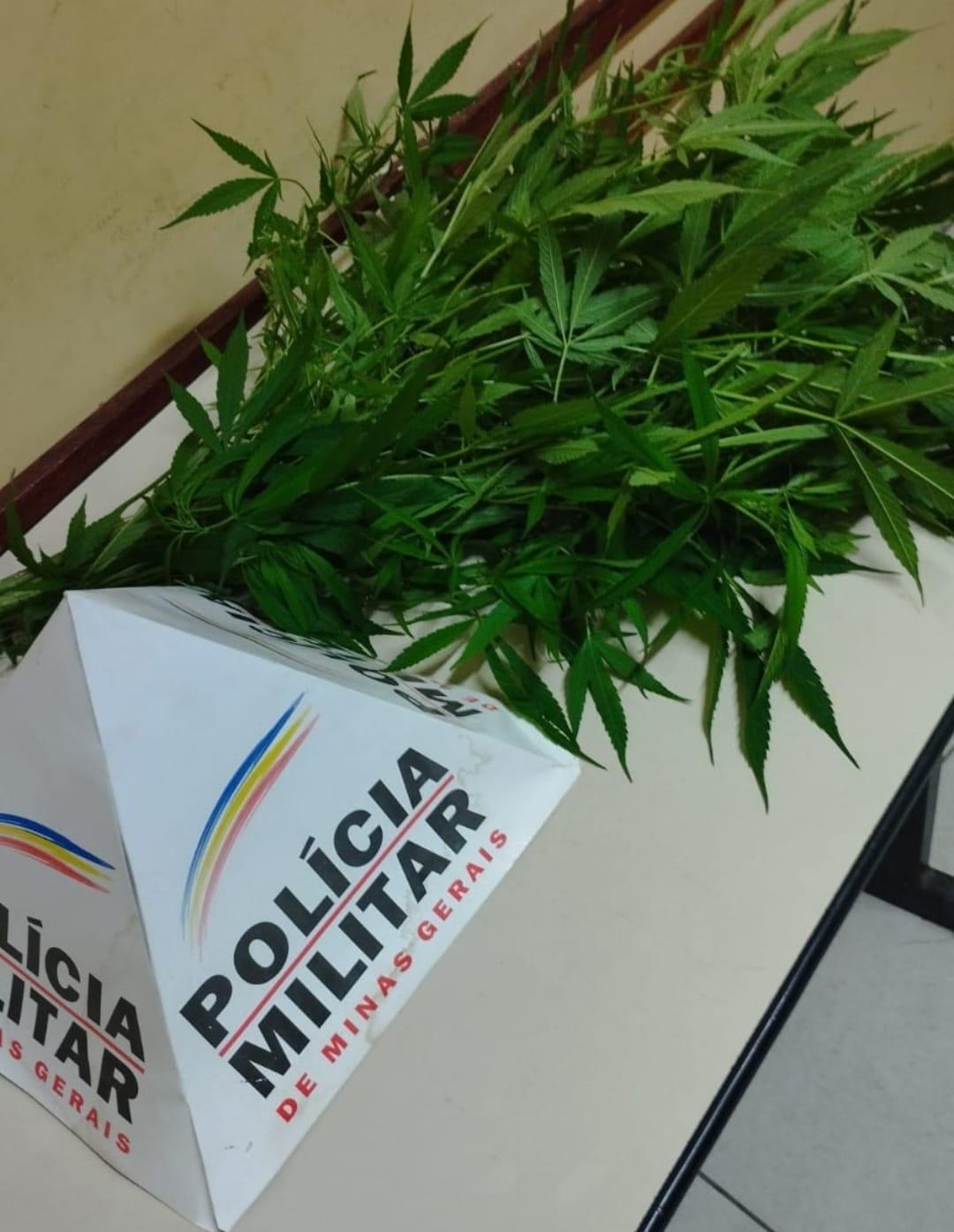 Homem é preso por ter plantação de maconha em casa em Barbacena