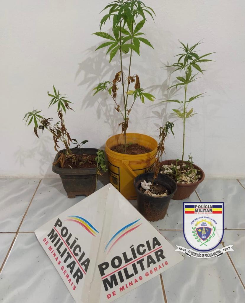 Polícia Militar apreende drogas em Senador Firmino