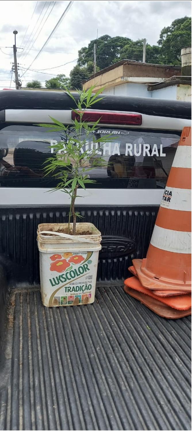 POLÍCIA MILITAR APREENDE ERVA PROIBIDA - CANNABIS SATIVA (MACONHA)