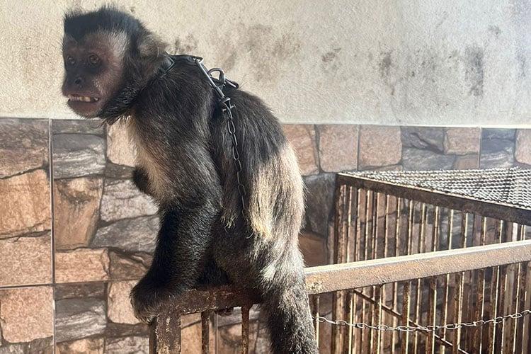 Polícia resgata macaco-prego que estava em cativeiro