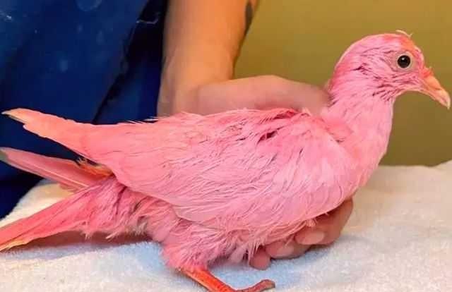 Pombo usado em festa de revelação de sexo de bebê é salvo em Nova York
