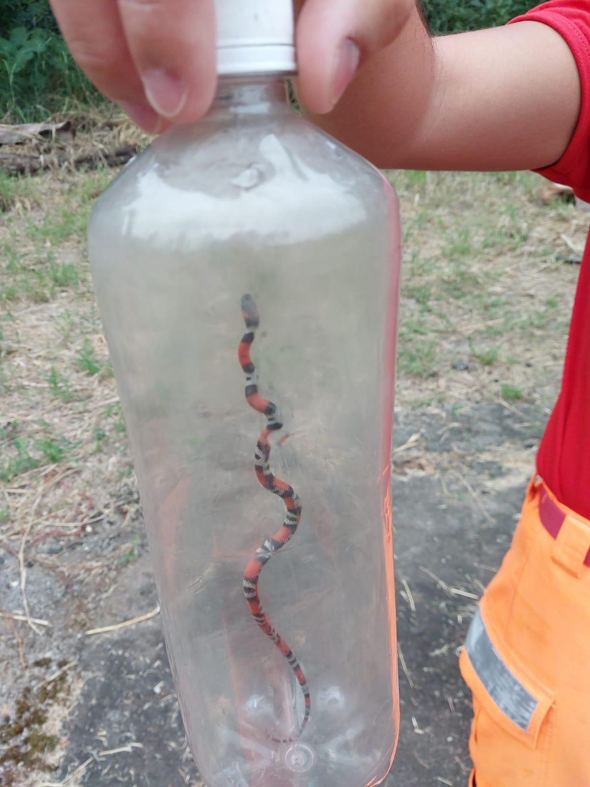Bombeiros exterminam marimbondos e capturam serpente em Conselheiro Lafaiete