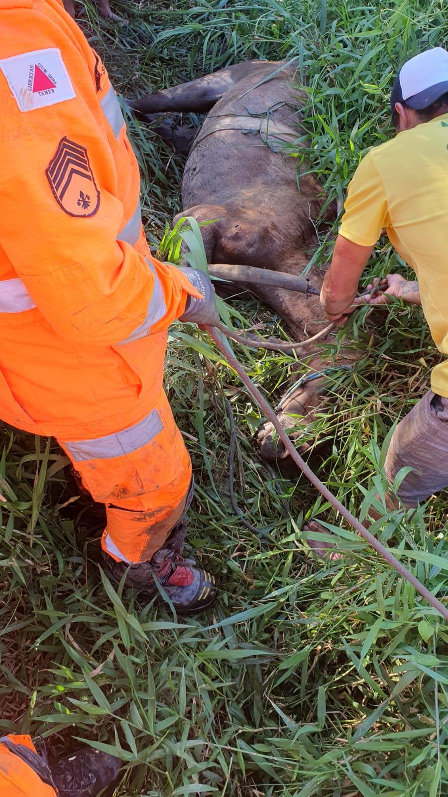 Bombeiros realizam salvamento de animal em situação de risco em Barbacena