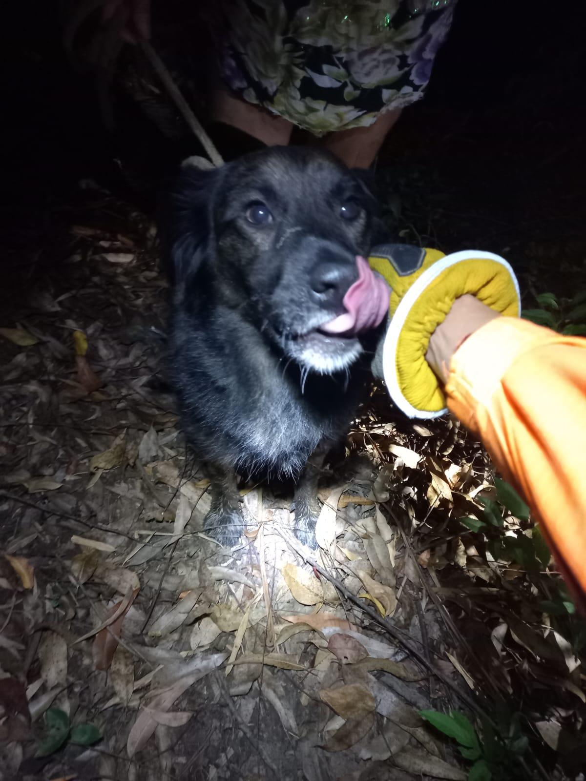 Bombeiros resgatam cão que estava preso em mata