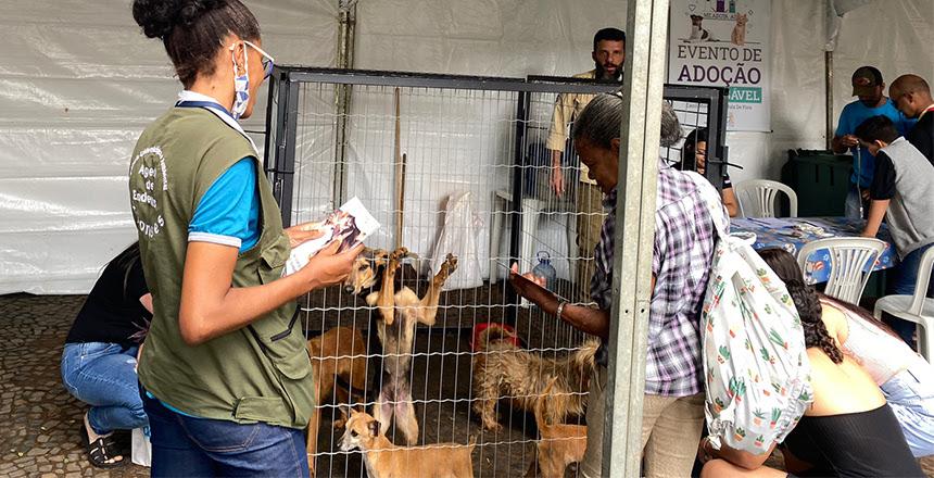 Canil Municipal promove adoção de pets e vacinação antirrábica neste sábado, 25, no Parque Halfeld