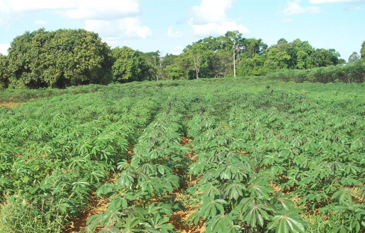 Governo de Minas direciona mais de R$ 5 mi para apoio agricultores familiares do semiárido mineiro
