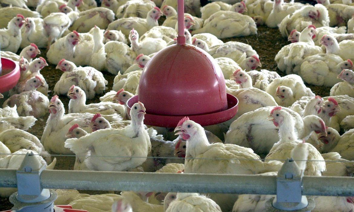 MINISTÉRIO SUSPENDE FEIRAS DE AVES PARA EVITAR GRIPE AVIÁRIA NO PAÍS