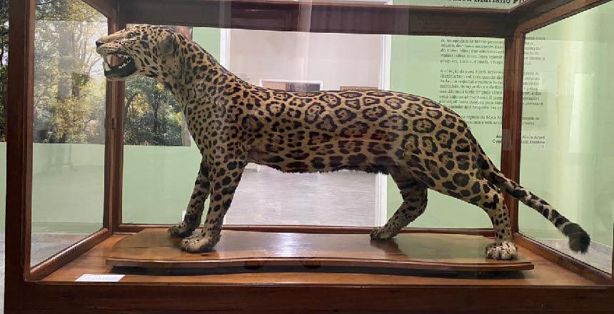 Nova exposição exibirá acervo de história natural do Museu Mariano Procópio