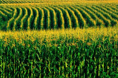 Produtores mineiros apostam no cultivo do milho de segunda safra