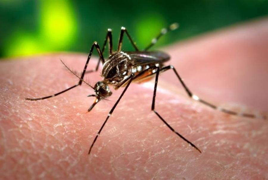 Saúde soma esforços com MS e Opas no combate à dengue, zika e chikungunya