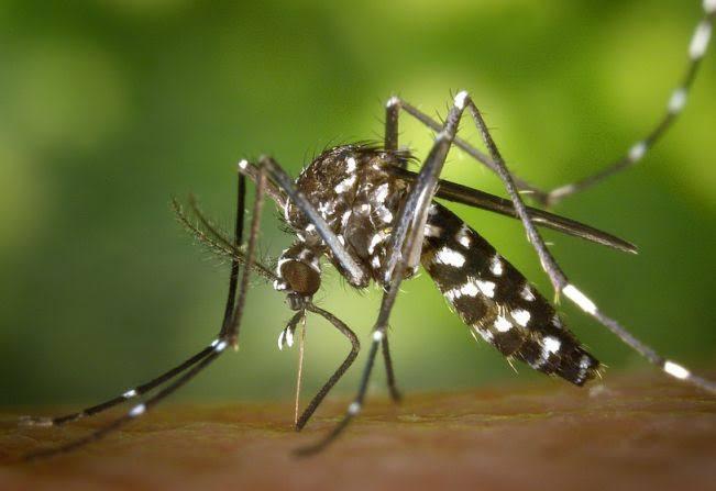 SES-MG capacita profissionais da saúde para o enfrentamento à dengue