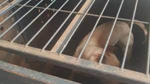 Veterinário é mordido por Pitbull em Canil Municipal de Juiz de Fora