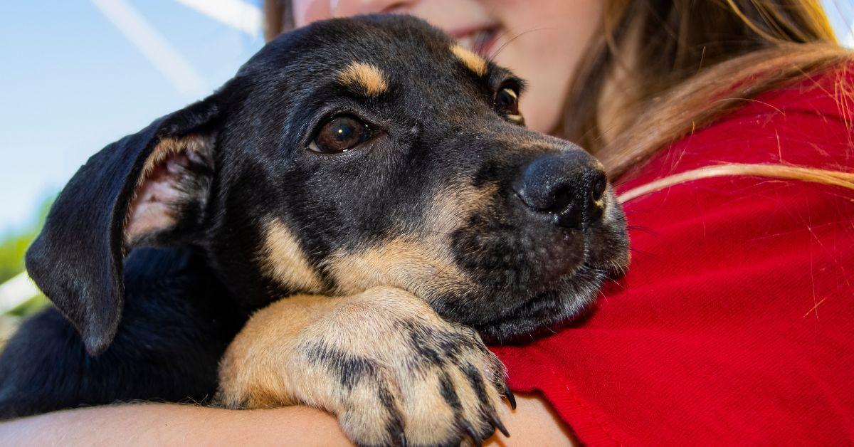 Abertas as inscrições para participação de municípios no Programa Estadual de Resgate de Animais Domésticos