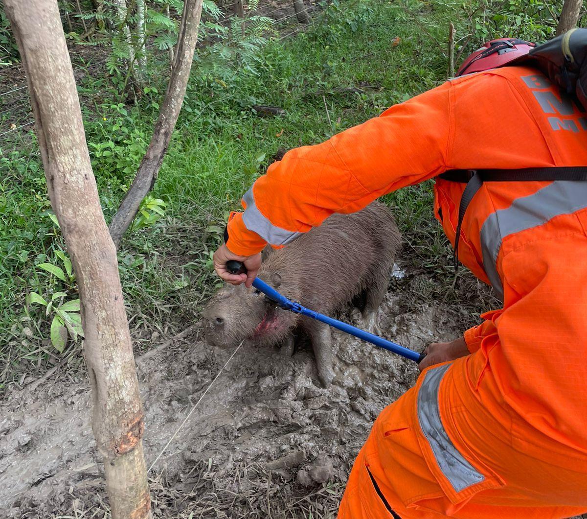 Bombeiros resgatam capivara presa em armadilha em rio das mortes, nas proximidades do vale do IPE