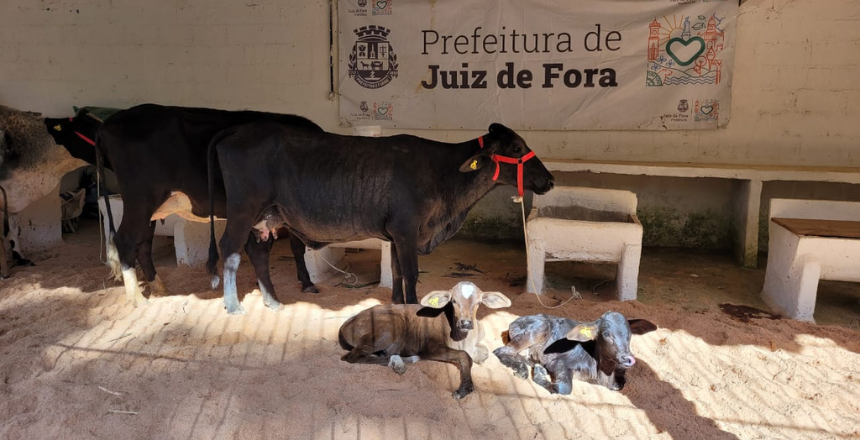 Circuito de Torneios Leiteiros começa nesta quinta-feira, 1º de junho, em Filgueiras