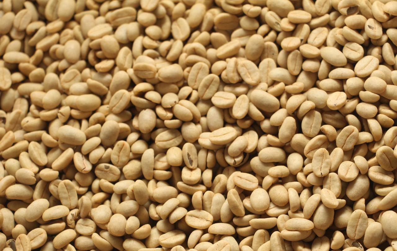 Epamig inicia comercialização de sementes de café da safra 2022/2023