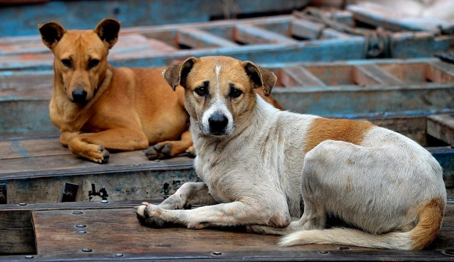 MPMG emite Recomendação para combater abandono e acidentes com animais domésticos em Juiz de Fora