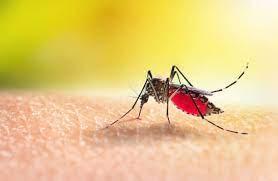 Tribunal de Justiça confirma condenação do município de Viçosa por negligência no combate ao Aedes aegypti