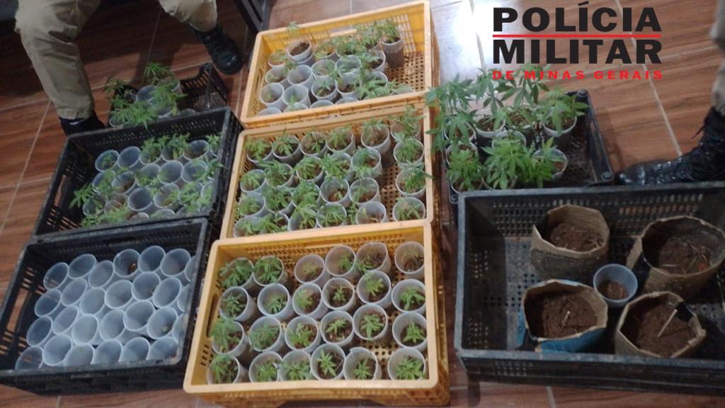 Polícia Militar apreende 144 pés de maconha em Piau