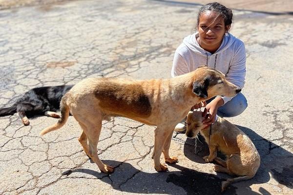 Prorrogadas as inscrições no programa de resgate de animais domésticos