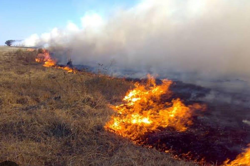 Bombeiros combatem incêndio no Jardim Botânico e Parque Estadual Mata do Krambeck