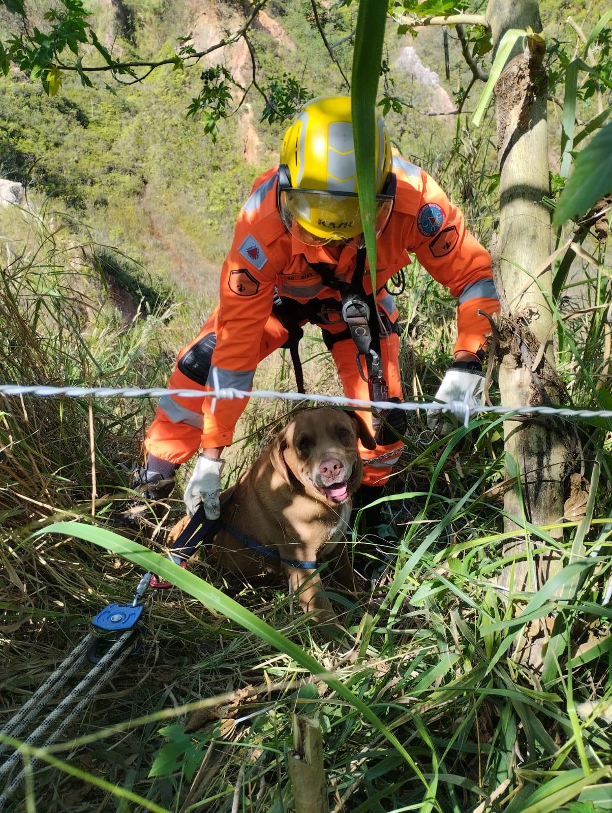 Bombeiros de Conselheiro Lafaiete resgatam cachorro que caiu de um barranco