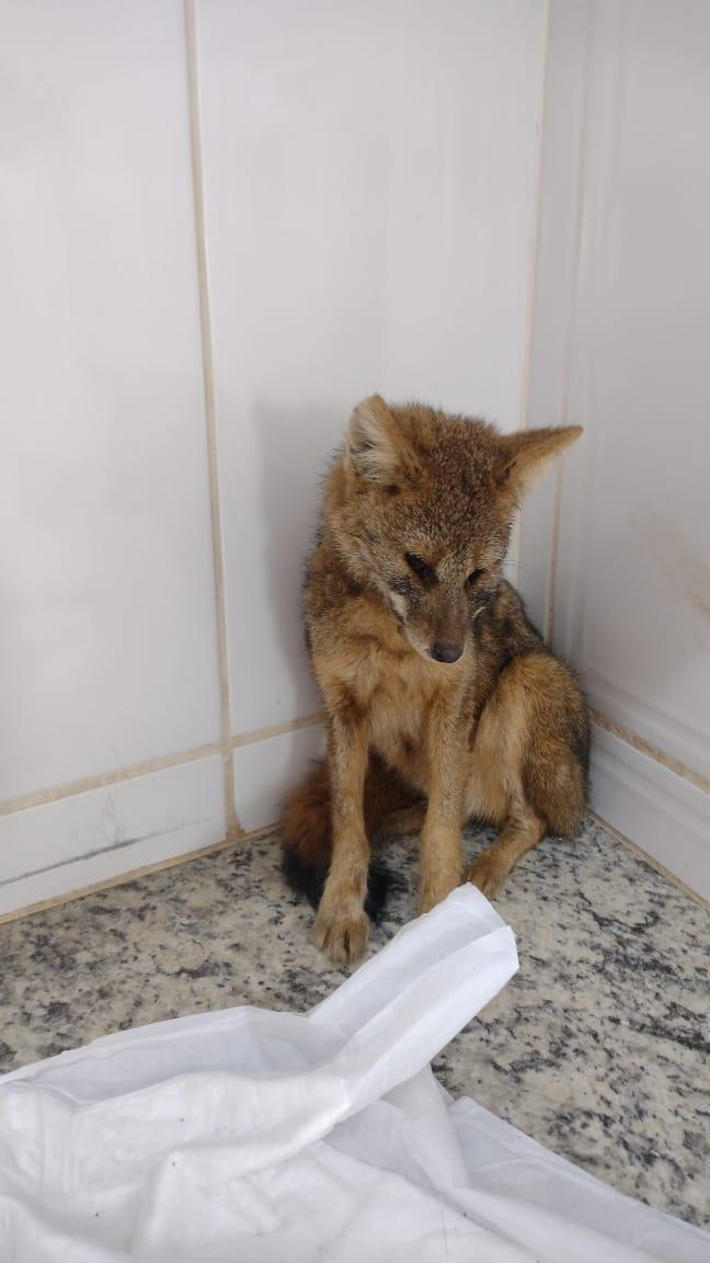 Bombeiros socorrem raposa do campo que foi atacada por cachorros na chapada do faria em Barbacena