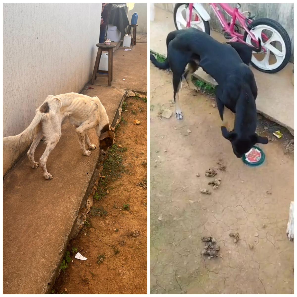 Casal é preso em Itajubá suspeito de maus-tratos contra cães