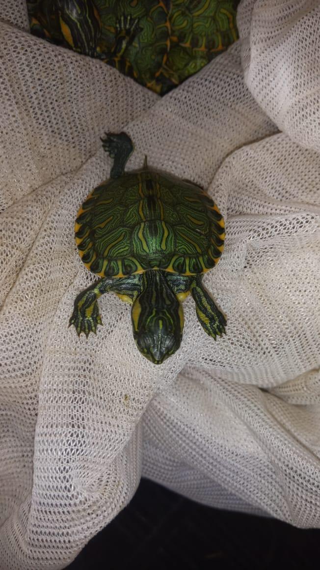 Dois homens são presos por TRANSPORTE de ANIMAIS da FAUNA SILVESTRE e MAUS-TRATOS
