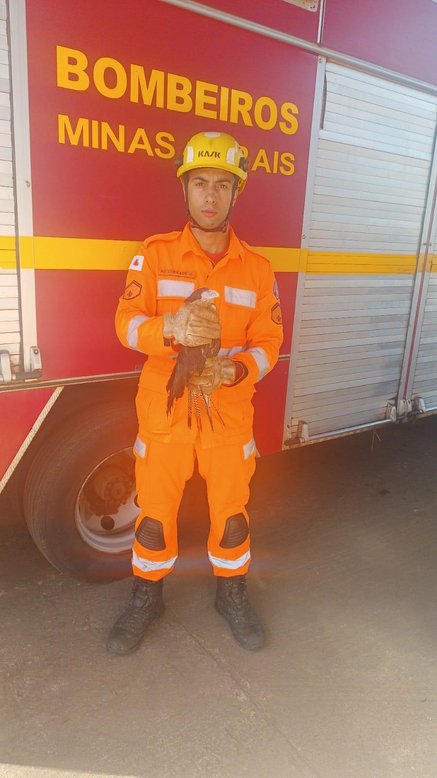 Filhote de Gavião Carcará é resgatado em Conselheiro Lafaiete