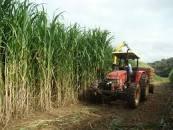 Engenheiros agrônomos e técnicos agrícolas participam de aula prática sobre tecnologias sustentáveis e inovadoras na agricultura Caixa de entrada