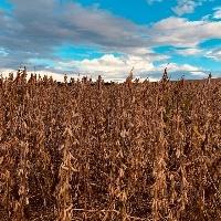 Soja pode ter aumento em 46% de produtividade