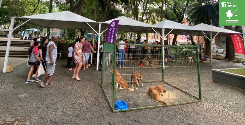 12 pets ganharam novo lar no primeiro evento de adoção do ano