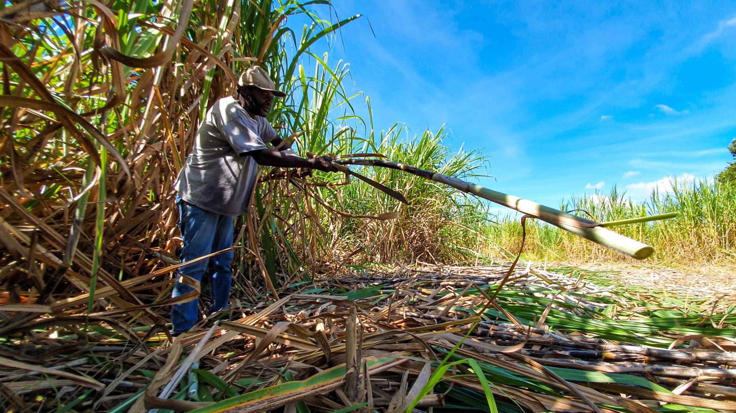 Cana-de-açúcar impulsiona empregos no agronegócio mineiro em 2023