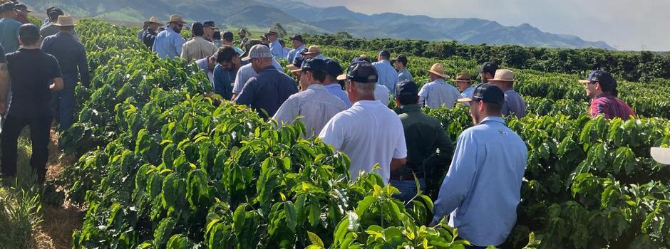 Epamig e Embrapa Café divulgam resultados de avaliação de novas cultivares de café em Minas Gerais