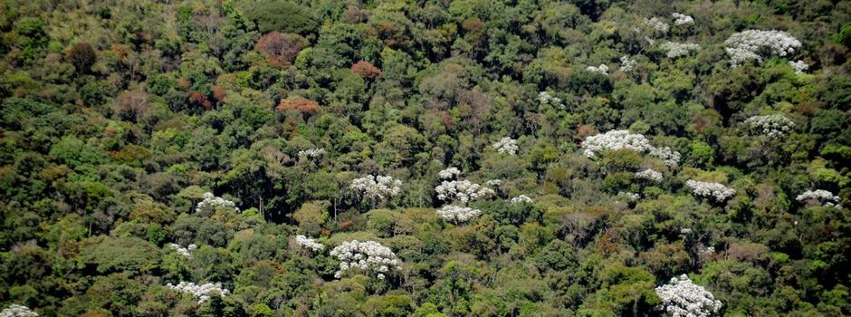 Minas Gerais registra queda de 57% no desmatamento da Mata Atlântica